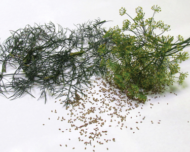 Bouquet Dill Seeds